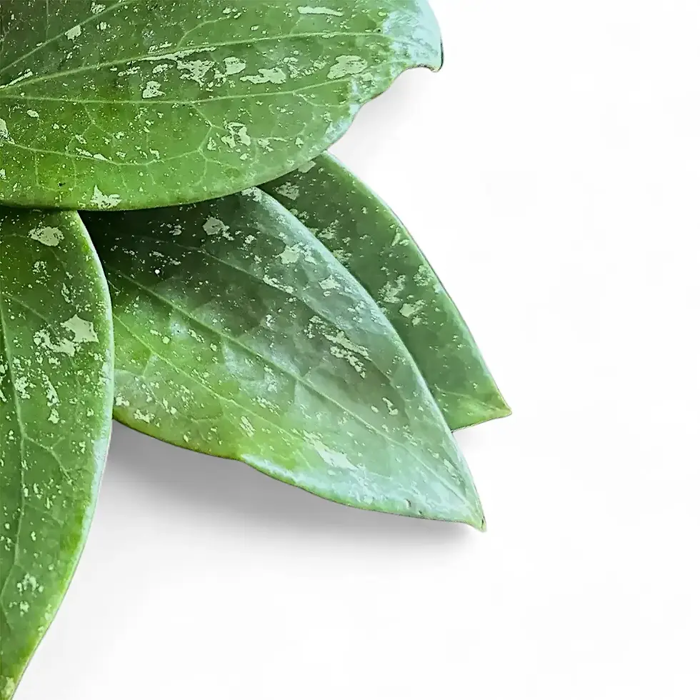 Hoya glabra 'Splash'