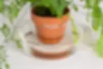 Maidenhair fern in terracotta pot sitting inside clear glass bowl filled with water for bottom watering