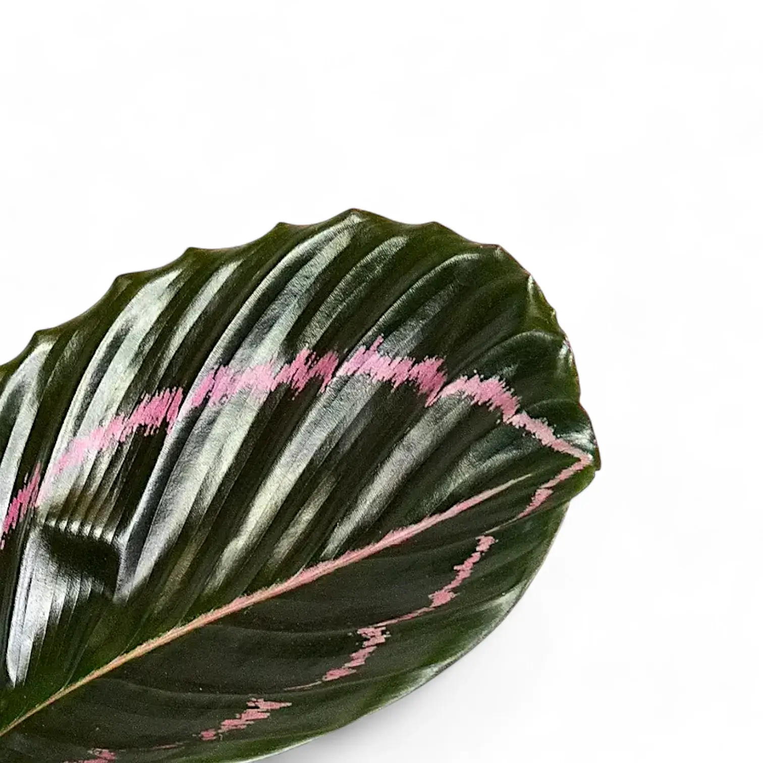 Goeppertia (Calathea) roseopicta 'Dottie' alias 'Illustrious'