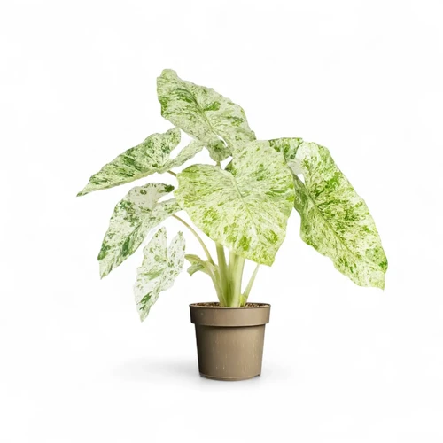 Alocasia macrorrhizos 'Splash' ('Camouflage') - Marbling on Alocasia macrorrhizos 'Splash' ('Camouflage') - Marbling on