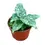 Miniaturbild: Schismatoglottis sp Thailand