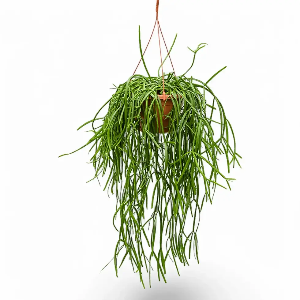 Rhipsalis trigona