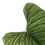 Miniaturbild: Philodendron furcatum