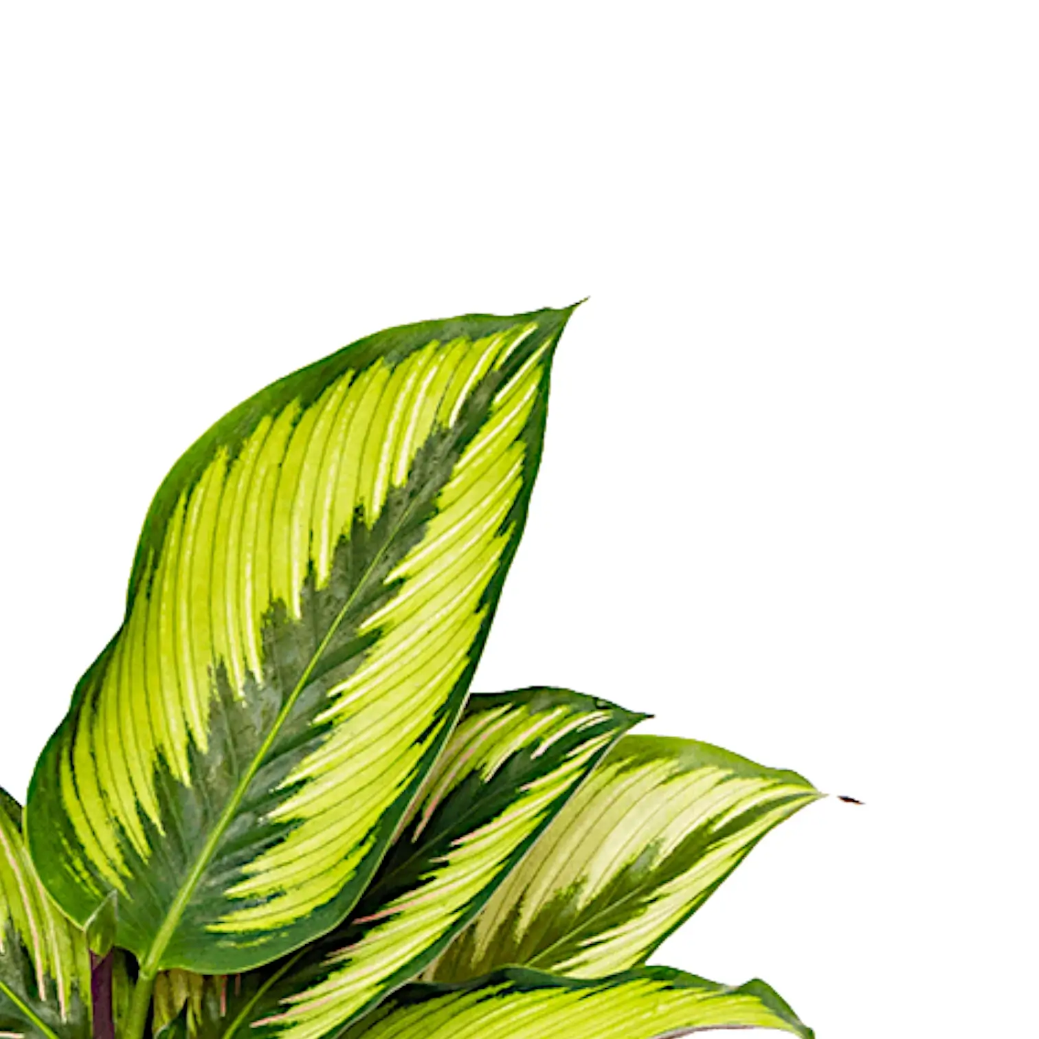 Goeppertia (Calathea) ornata 'Beauty Star'