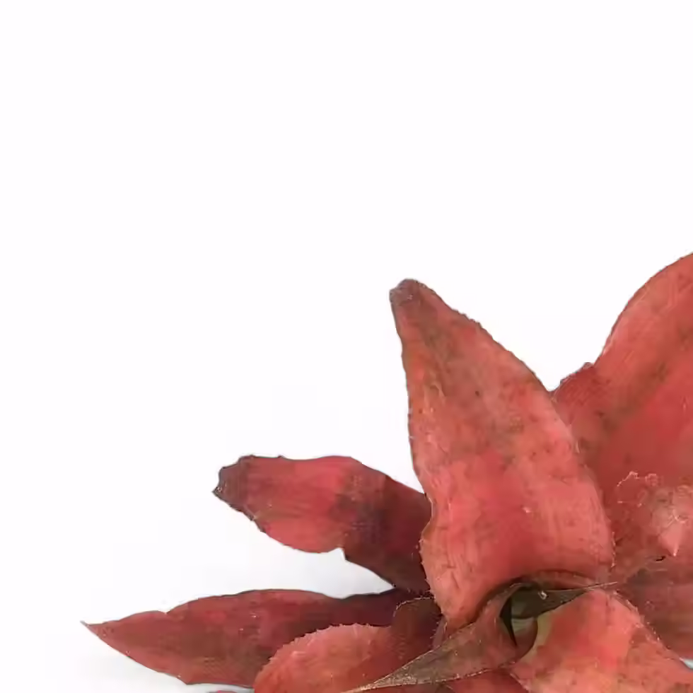 Cryptanthus ‘Strawberries Flambe’