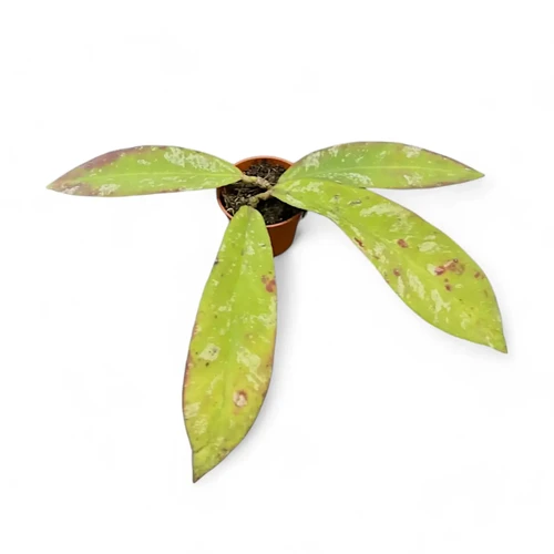 ごろ様　 HOYA 2点　250624 Hoya sp. Konowa - Unique Round Leaves, Vivid Colors