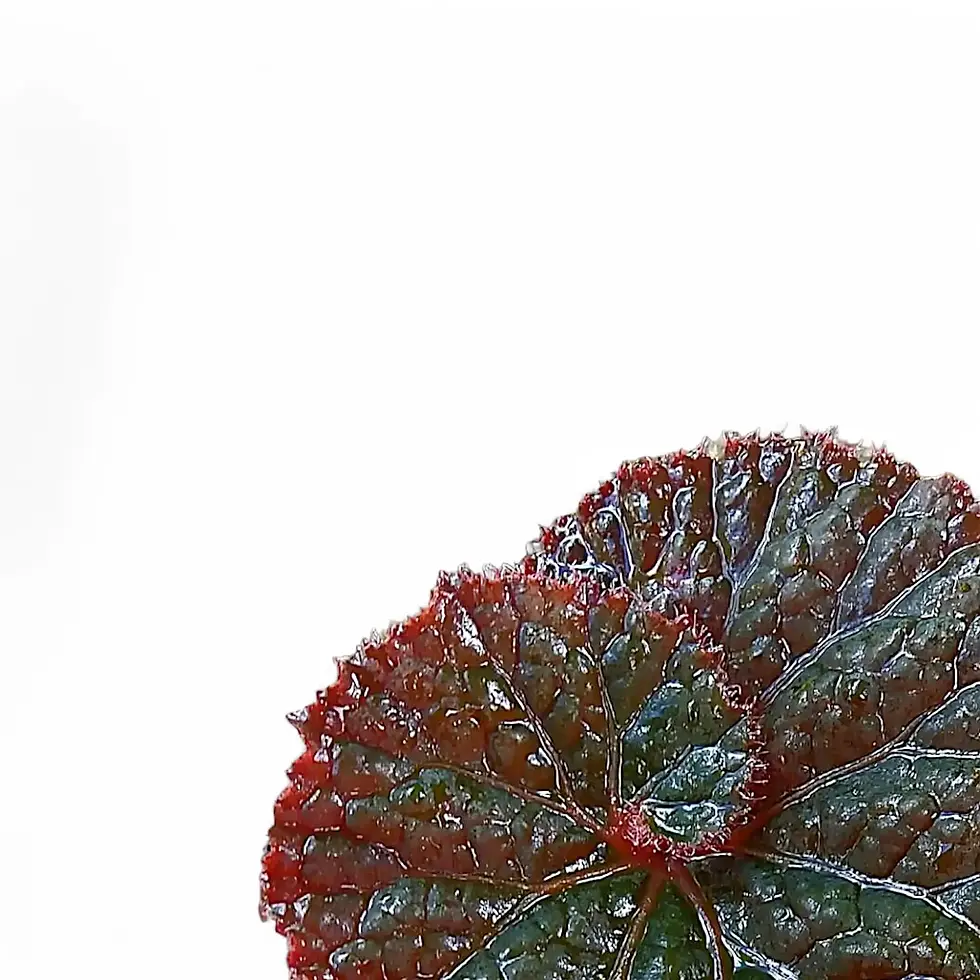 Begonia rex 'Midnight Magic'