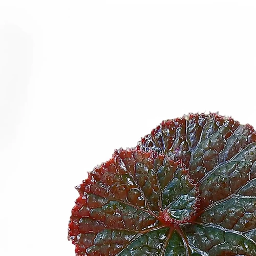 peculiarman Begonia 5点同梱発送 peculiarman Begonia 5点同梱発送