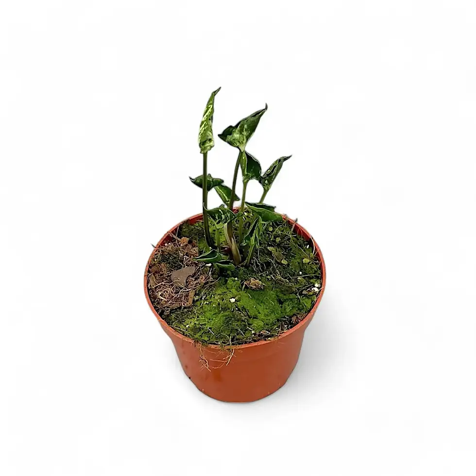 Syngonium podophyllum 'Godzilla'