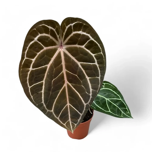 Anthurium 'Red crystallinum' - online at Foliage Factory