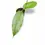 Thumbnail: Hoya archboldiana