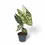 Thumbnail: Alocasia 'Nairobi Nights' variegata