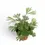 Thumbnail: Actiniopteris australis