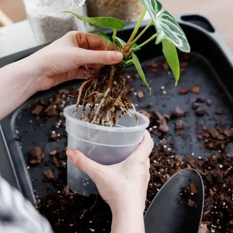 Hände halten eine wurzelnackte Anthurium crystallinum über einem transparenten Topf und grob strukturiertem Aroid-Substrat aus Rinde, Perlit und Kokosfaser