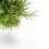 Thumbnail: Rhipsalis clavata