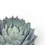 Thumbnail: Agave parryi var truncata