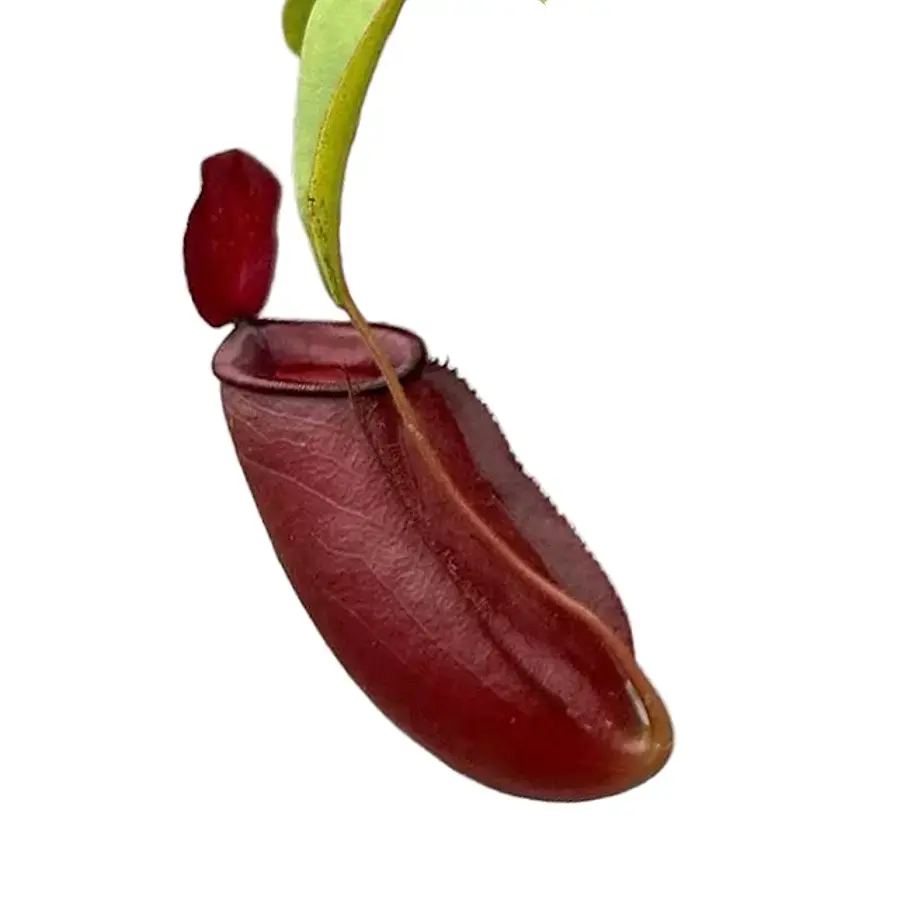 Nepenthes  ‘Diana’
