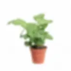 Goeppertia (Calathea) kegeljanii 'Network'