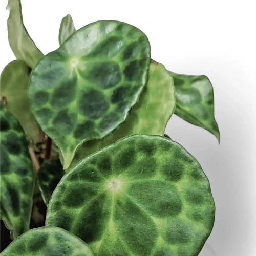 Begonia kingiana - buy online at Foliage Factory Plant Shop