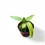 Thumbnail: Anthurium pallidiflorum