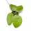 Thumbnail: Hoya glabra 'Black Margin'