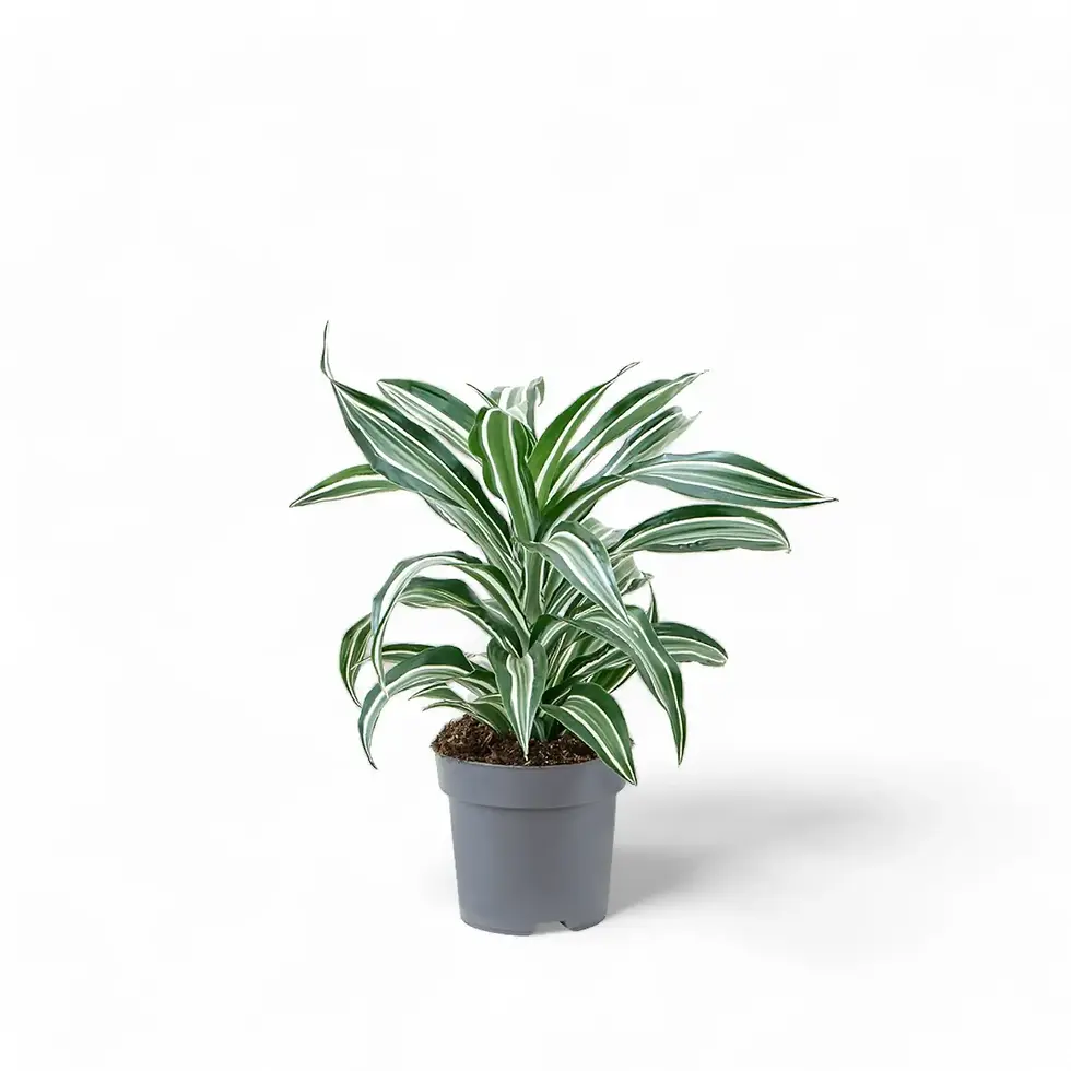 Dracaena fragrans 'Jade Jewel'