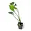 Thumbnail: Thaumatophyllum tweedieanum