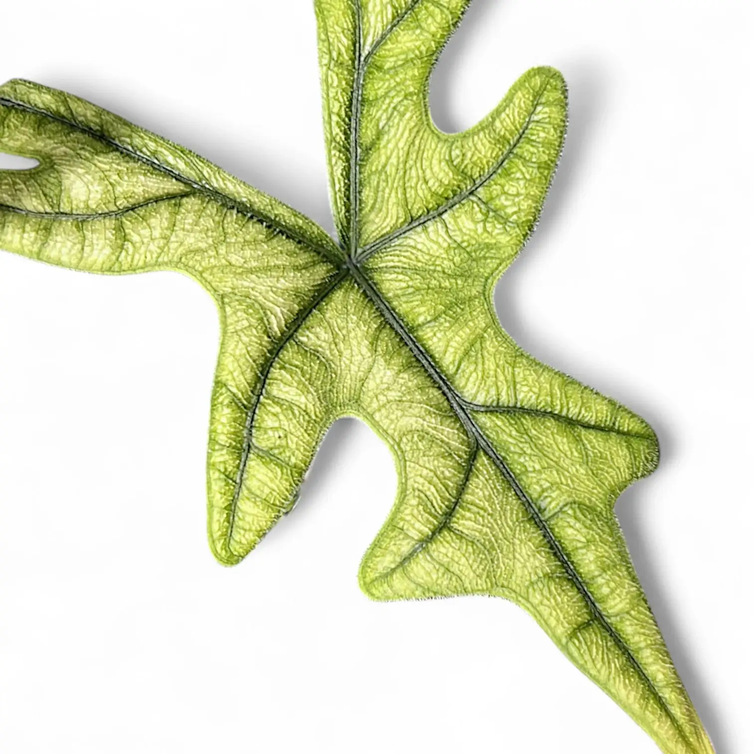 Alocasia 'Jacklyn Ghost' ('Mint')