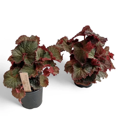Begonia rex 'Midnight Magic' - online at Foliage Factory