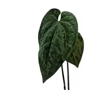 Samtige, herzförmige tiefgrüne Blätter von Anthurium ‘Ace of Spades’.