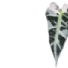 Alocasia 'Bambino Arrow' Pink Variegata