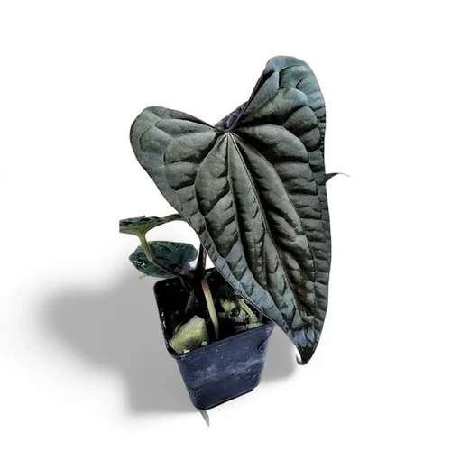 Anthurium papillilaminum x luxurians - at Foliage Factory