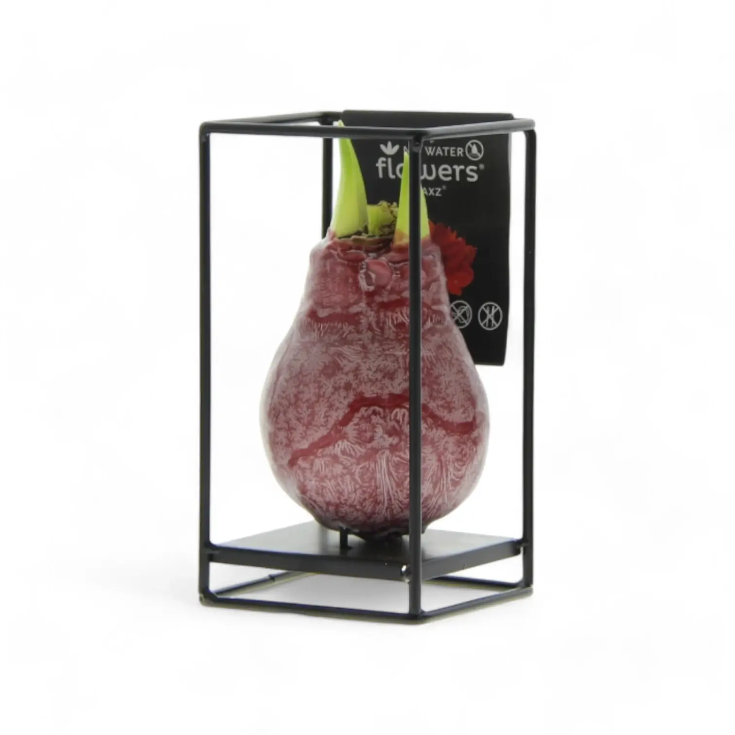 No Water Flowers Wax Amaryllis Bulbs at Foliage Factory