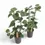 Miniaturbild: Peperomia 'Hovaria'