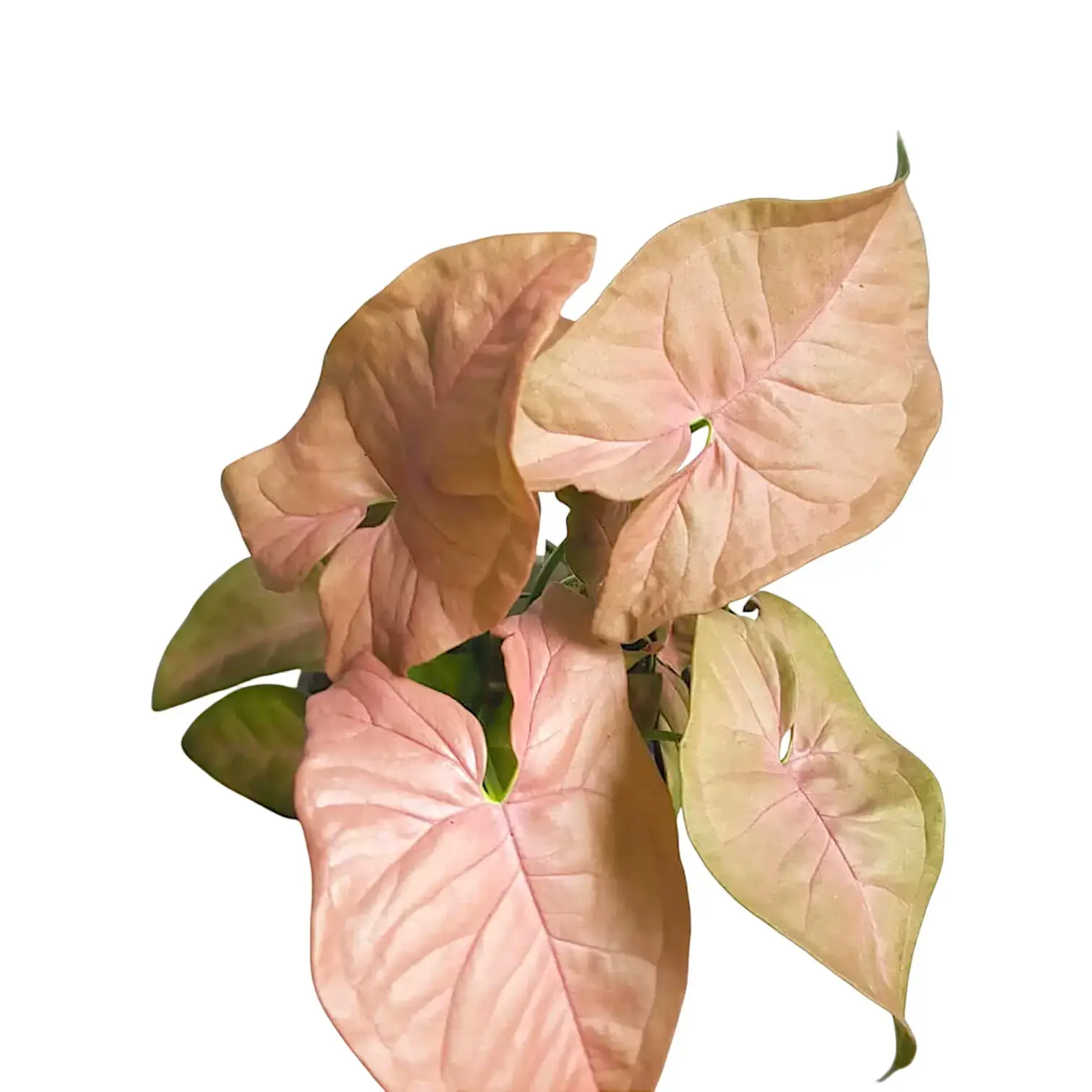 Syngonium podophyllum ‘Neon'