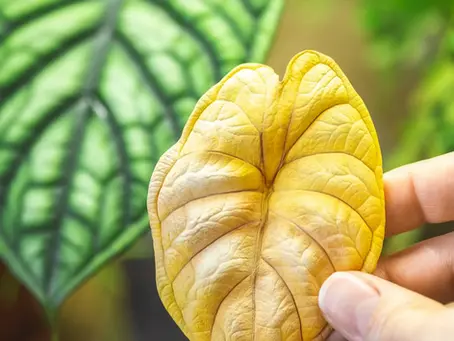 Nahaufnahme von Alocasia baginda 'Dragon Scale' mit einem vergilbten alten Blatt zwischen frischem, gesundem Grün.