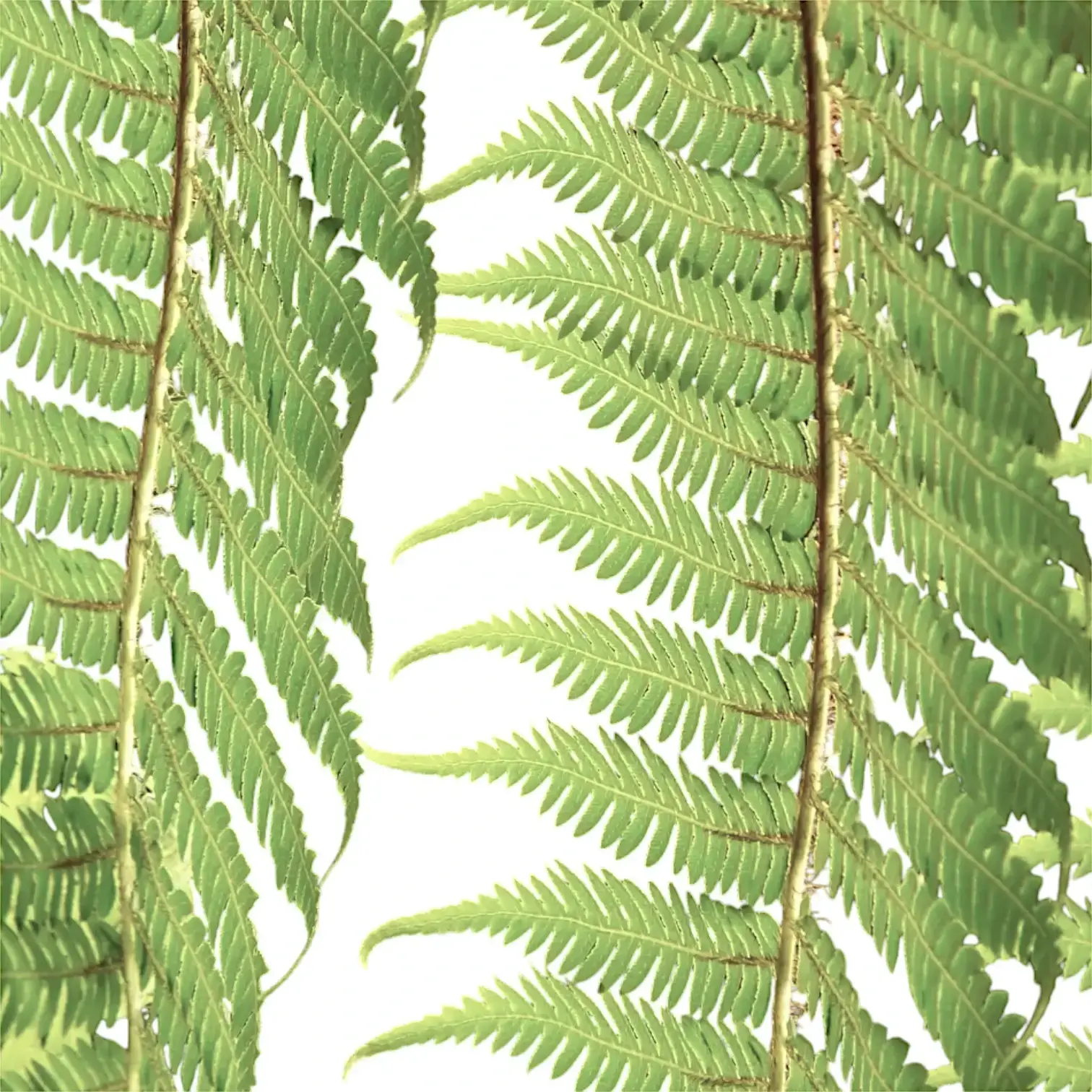 Dicksonia antarctica