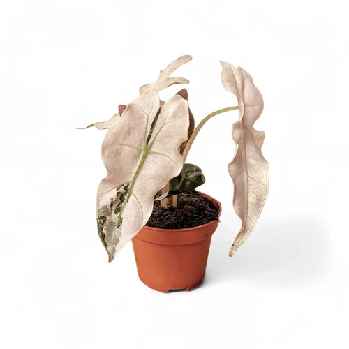 Alocasia 'Polly' albovariegata - buy now at Foliage Factory