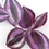 Thumbnail: Tradescantia zebrina Burgundy Purple Joy