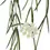 Thumbnail: Hoya linearis