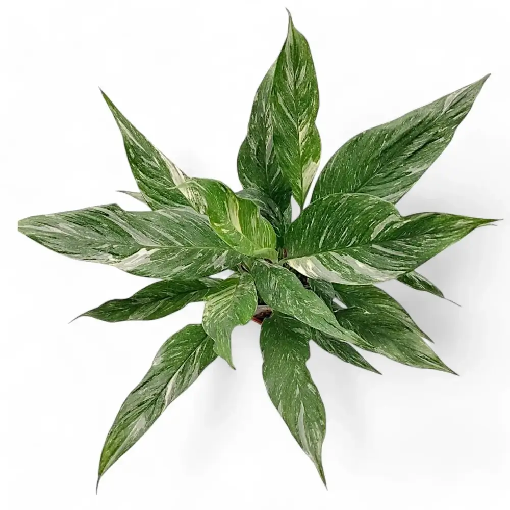 Peace Lily ‘Diamond’ on white background displaying lance-shaped green leaves patterned with creamy variegation.