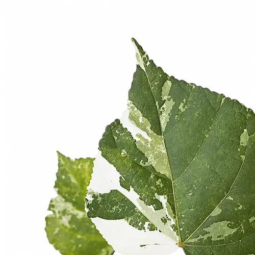 Hibiscus tiliaceus variegata - buy at Foliage Factory