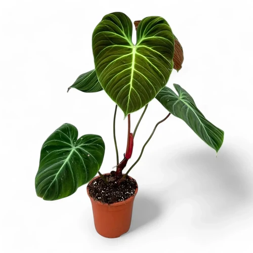 Philodendron rubrijuvenile ('El Choco Red') Foliage Factory Philodendron rubrijuvenile ('El Choco Red') Foliage Factory