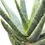 Miniaturbild: Aloidendron dichotomum (Aloe dichotoma)
