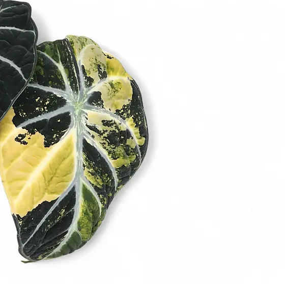 Alocasia 'Ninja' Variegata – Marbled Mutation with Pale Patterning