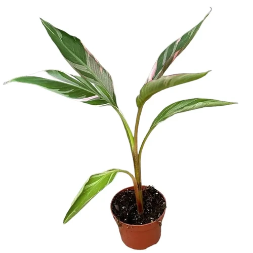 Musa 'Nono' aka 'Hot Pink Banana' - buy online at Foliage Factory