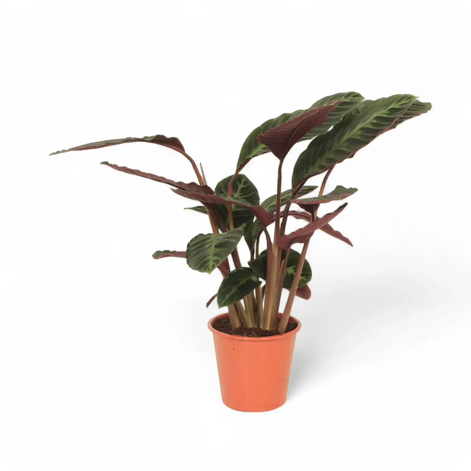 Goeppertia (Calathea) warszewiczii