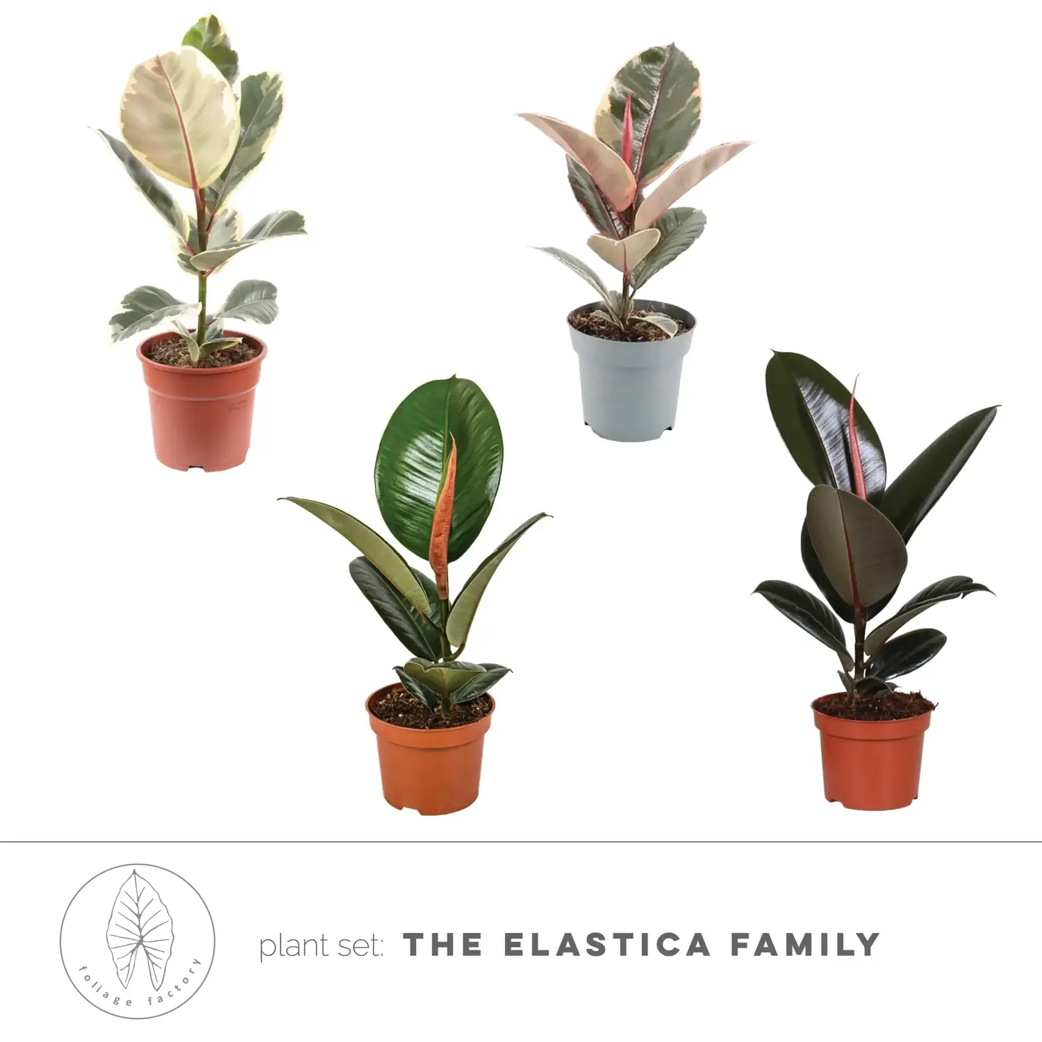 plant set: The Elastica Family ficus houseplants