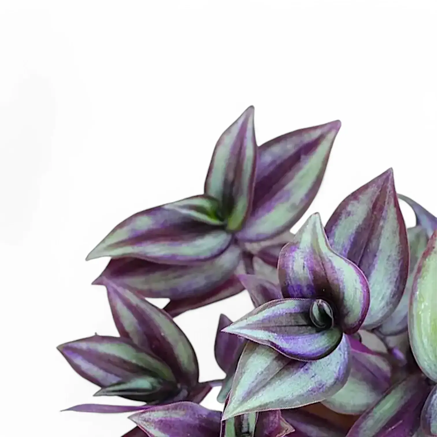 Tradescantia Violet Hill Pink Joy