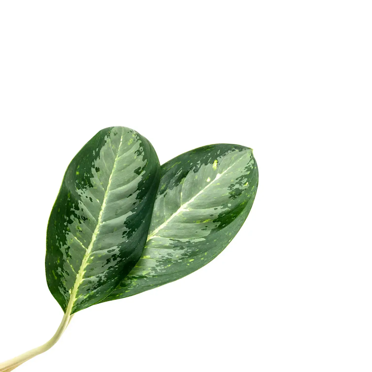 Aglaonema 'Golden Bay'